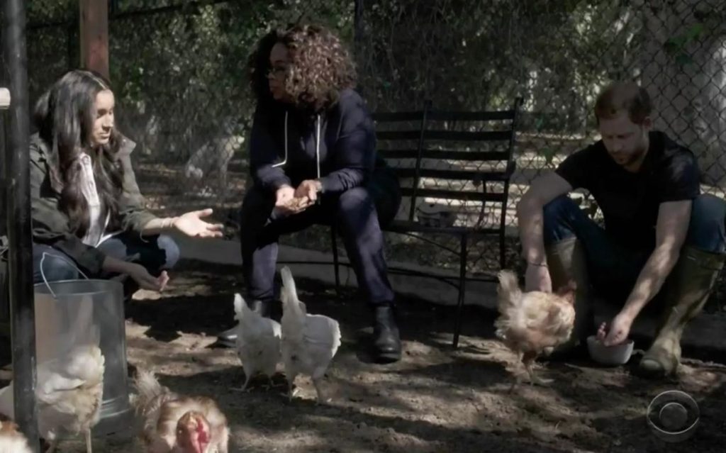 Meghan Markle Chicken Coop - 21st June