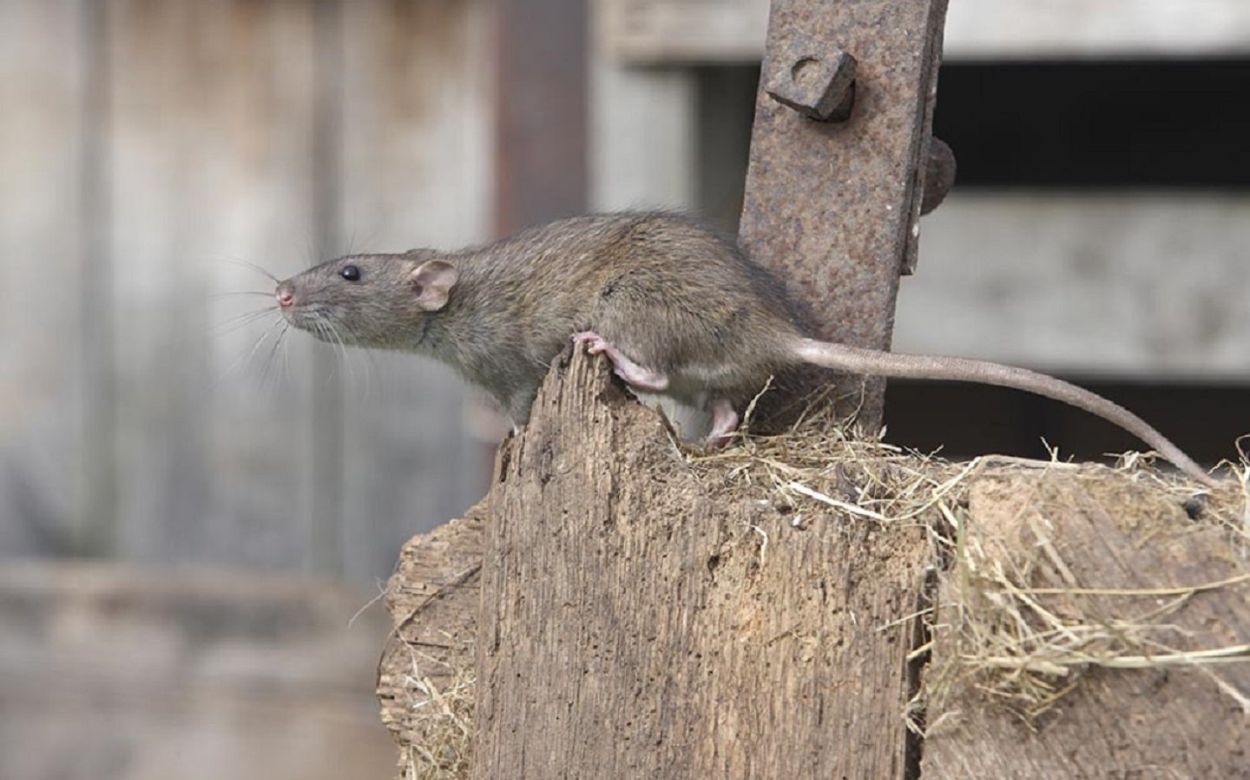 EastEnders - Rodents - 29th June