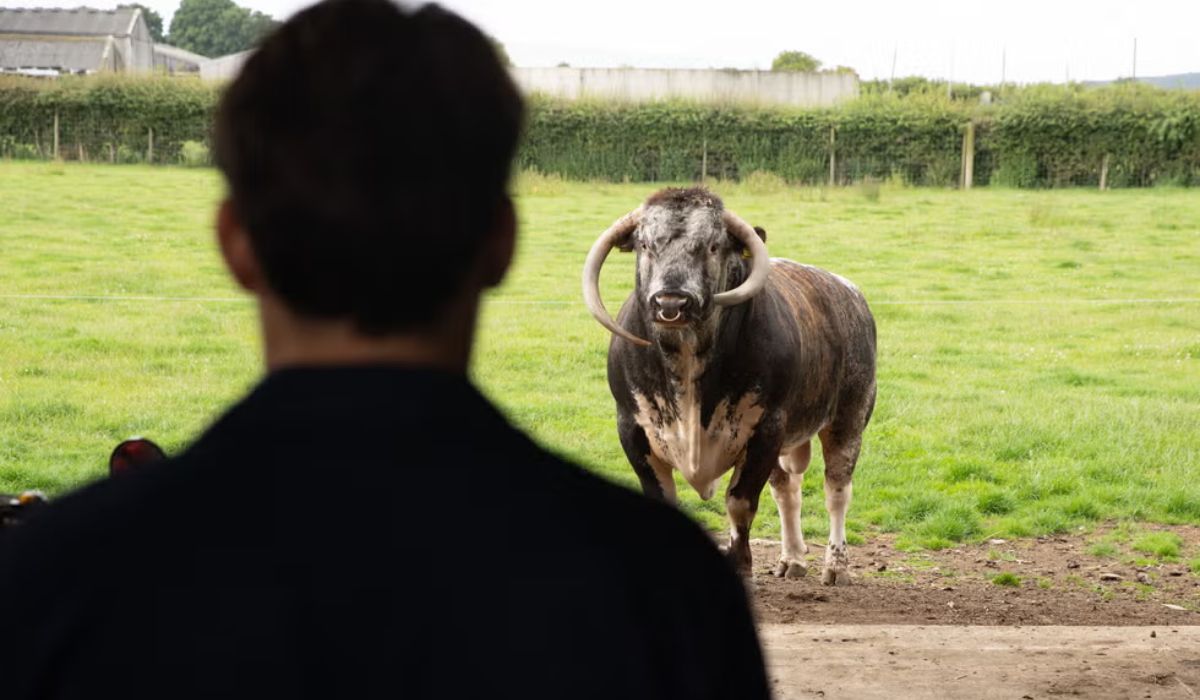 emmerdale-spoilers-bull-mack